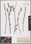 Foto von Salix aurita L.